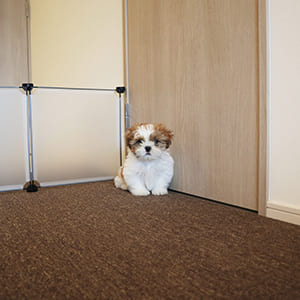 小型犬限定 賃貸物件 小型犬として扱われるのは大きさ 重さ 犬種 賃貸住宅サービス